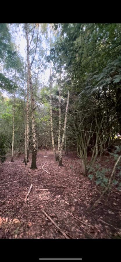 Luxury 5* Woodland Retreat, In The Woods. Skegness